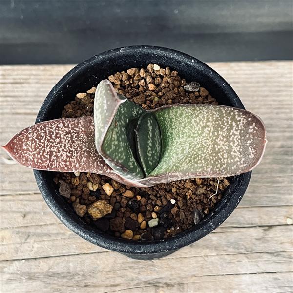 多肉植物：ガステリア エクセルサ*S 幅7cm ☆赤松実生 | サボテン