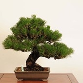  ߺϡϹ*  ʪ ޤġޥġKuromatsu bonsai ߺ