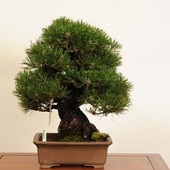  ߺϡϹ*  ʪ ޤġޥġKuromatsu bonsai ߺ