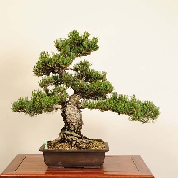 盆栽 特選：五葉松*現品 一点物 ごようまつ ゴヨウマツ Goyoumatsu