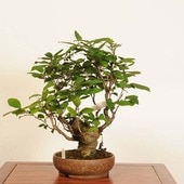 �ߺϡ��ߤ�ɤ�(��Ǽ��)*���� ����ʪ �ߵ��������ɥ���Ilex serrata Umemodoki bonsai  �����ߺ�