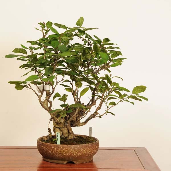 盆栽：梅もどき(大納言)*現品 一点物 梅擬 ウメモドキ Ilex