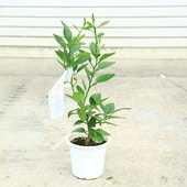 ڡڡ̼졼ץե롼ġʥޡ*졼פդ롼ġ5ݥå