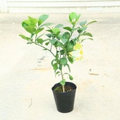 ڡڡ̼ʥꥹܥ*ݦݨ5ݥå