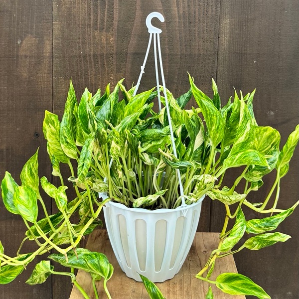 観葉植物：ポトス テルノトラサン*5号 吊り鉢 希少品種 | 観葉植物