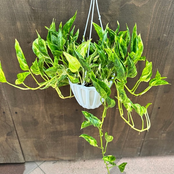 観葉植物：ポトス テルノトラサン*5号 吊り鉢 希少品種 | 観葉