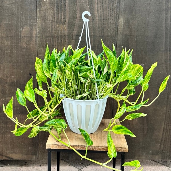 観葉植物：ポトス テルノトラサン*5号 吊り鉢 希少品種 | 観葉
