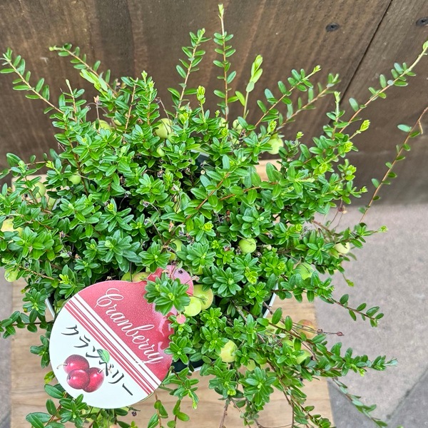 観葉 果樹 苗：クランベリー*5号 底面給水鉢 | 観葉植物,ガーデン
