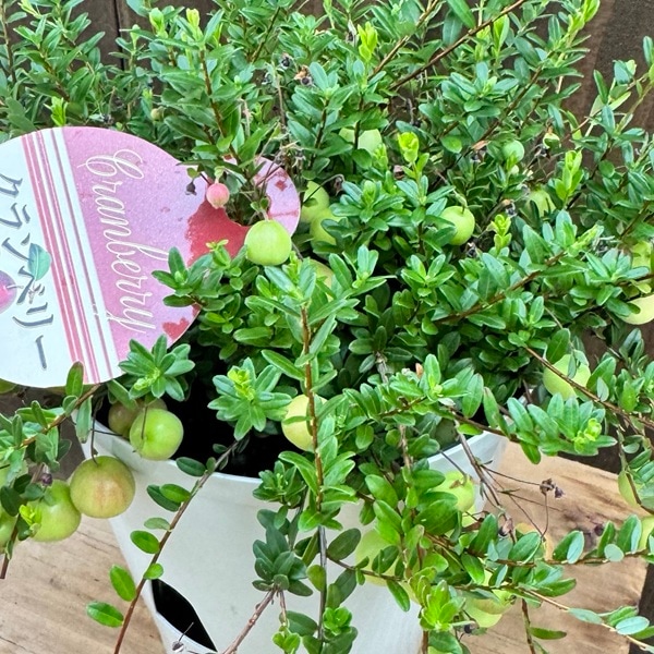 観葉 果樹 苗：クランベリー*5号 底面給水鉢 | 観葉植物,ガーデン