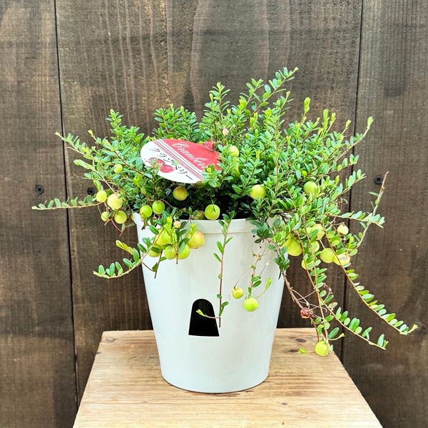 観葉 果樹 苗：クランベリー*5号 底面給水鉢 | 観葉植物,ガーデン