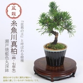 ߺϡʶʡ7ǯ*;ݿȭդ ȭߺ Ȥ路Ѥѥ ߺ bonsai