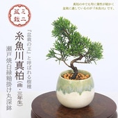 ߥߺϡʶʡ3ǯ*;سݤݿȭˤƤȭߺ Ȥ路Ѥѥ ߺ bonsai