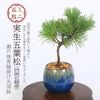 ߥߺϡվ*͹ʻ;سݤݿȭˤƤȭߺ 褦ޤĥ襦ޥ ߺ bonsai