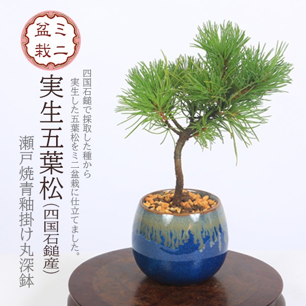 ミニ盆栽：実生五葉松*四国石鎚産（瀬戸焼青釉掛け丸深鉢）お試し
