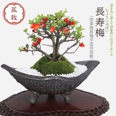 ߺϡĹ*(ھƹʿ¤ȭ) 微դ  ߺڱܤֲ֥ܥﵯȭ֥ץ쥼Ȥˤbonsai