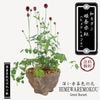 ¥󡧻ɱ*(񻺴ȩ­մݾȭ) ҥ⥳Ҥ⤳bonsai