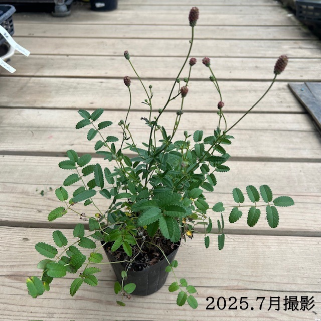 草花 苗：山野草 姫吾亦紅 2ヶセット * ヒメワレモコウ ひめわれも