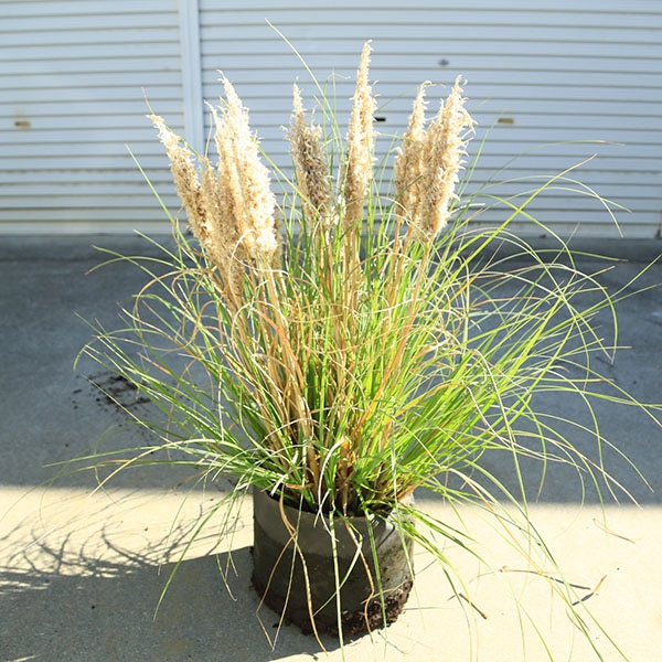 ڡ饹ڡѥѥ饹ʥͥ襷˥ˡѥѡ*