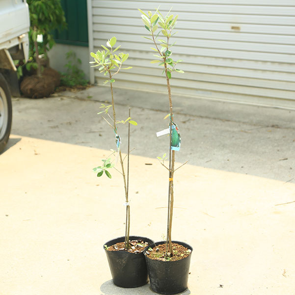 庭木 植木 果樹 苗：フェイジョア（ジェミニとアポロ）2株セット 6号
