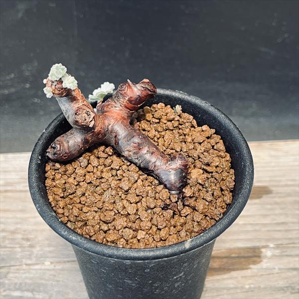 ☆特価☆コーデックス：ペラルゴニウム ミラビレ 発根済*幅5cm