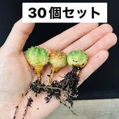 ò¿ʪ桼եӥ եߥȴġ30ĥå*2.2