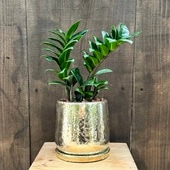  տʪߥ륫  󥸡 ȭ*  䥷å׾ ɥ Zamioculcas zenzi