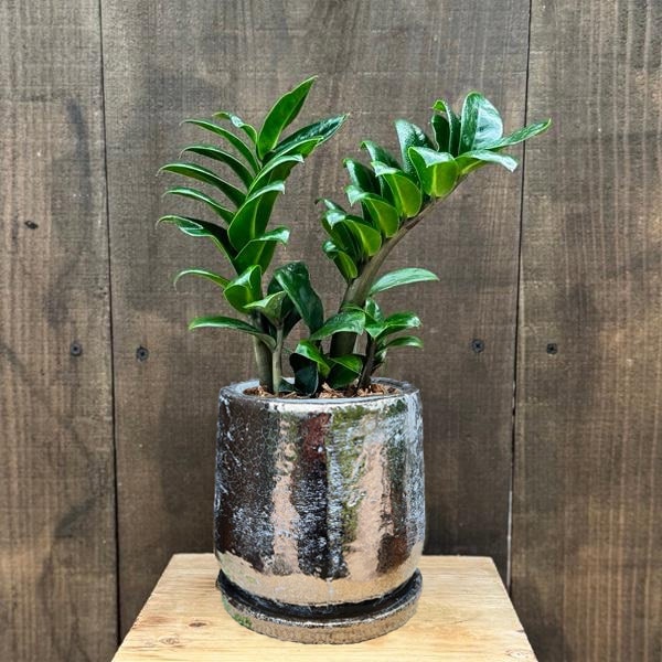 おしゃれ 観葉植物:金銭樹 ザミオクルカス ゼンジー 鉢植え*シルバー おしゃれ 観葉植物:金銭樹 ザミオクルカス ゼンジー 鉢植え*シルバー