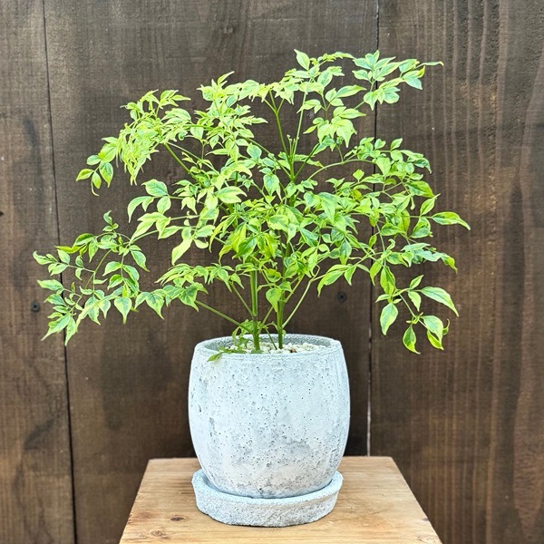 おしゃれ 観葉植物：斑入り ステレオスペルマム レモンライム 鉢植え