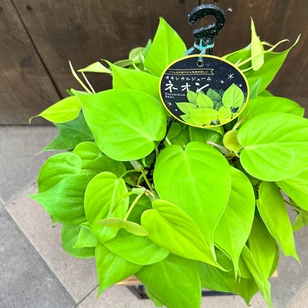 おしゃれ 観葉植物 ：オキシカルジウム ネオン*フィロデンドロン5号 