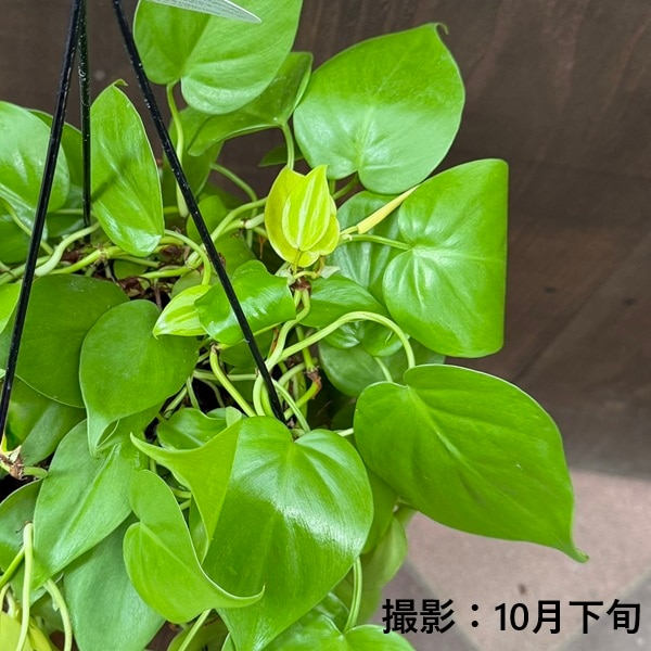 おしゃれ 観葉植物 ：オキシカルジウム ネオン*フィロデンドロン5号 