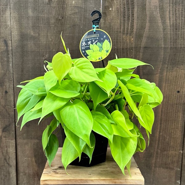 おしゃれ 観葉植物 ：オキシカルジウム ネオン*フィロデンドロン5号