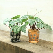 졡տʪ ȭ٤ޤڥڥߥ ǥ륷 ȭ* ڥڥߥ 䥷