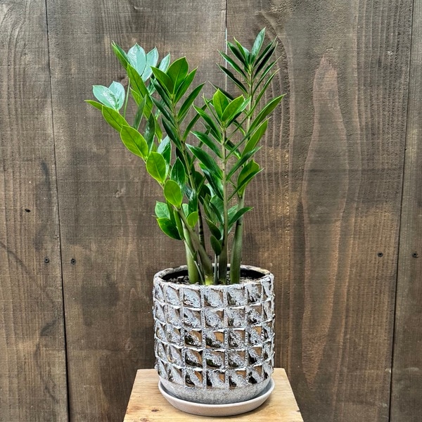 【観葉植物】　ザミオクルカス 受皿付 観葉植物：金銭樹 ザミオクルカス ザミフォーリア 鉢植え*受皿付 富士