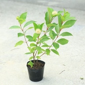 ڡڡëϤڡʥե󥵥*ꥫޥޥ4ݥåȡ͹