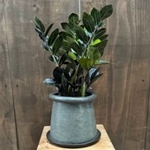 տʪ ߥ륫 쥤 ȭ* ٻκ