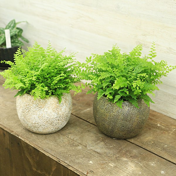 おしゃれ 観葉植物 鉢色選べます：ネフロレピス タマシダ ボストン