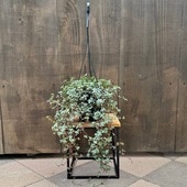 ������졡���տ�ʪ���ԥ쥢�����饦�����ߤ�ȭ*5��