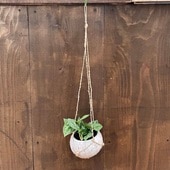 ������� ���տ�ʪ����������ץ��� �ԥ����� ���륮�쥦�� �����䥷�ݥå��դ�*�ߤ� ����ե����� 