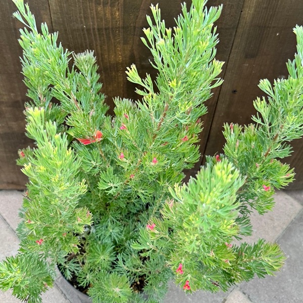 カリステモン スポットファイヤー　8号鉢 大株　オージープランツ カリステモン スポットファイヤー 8号鉢 大株 オージープランツ