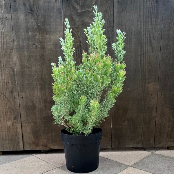 オージープランツ ガーデン 観葉植物：アデナンサス カミングハニー*8