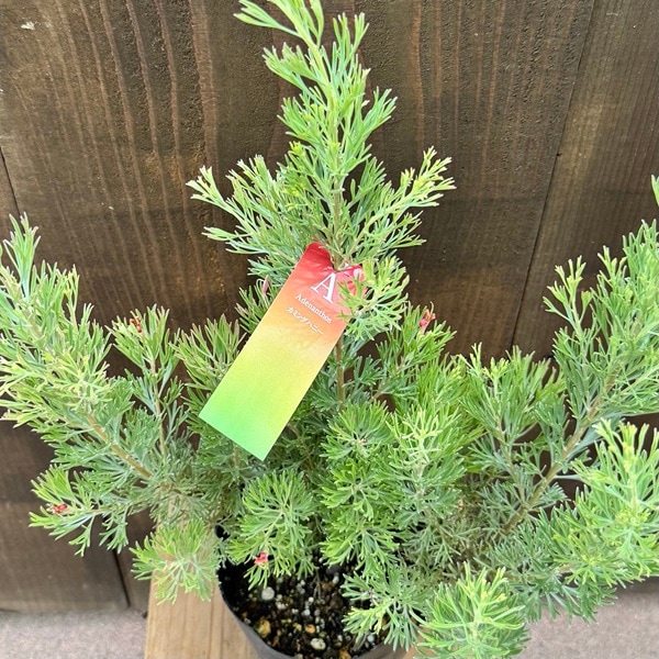 オージープランツ ガーデン 観葉植物：アデナンサス カミングハニー*5