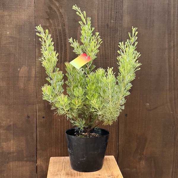 オージープランツ ガーデン 観葉植物：アデナンサス カミングハニー*5