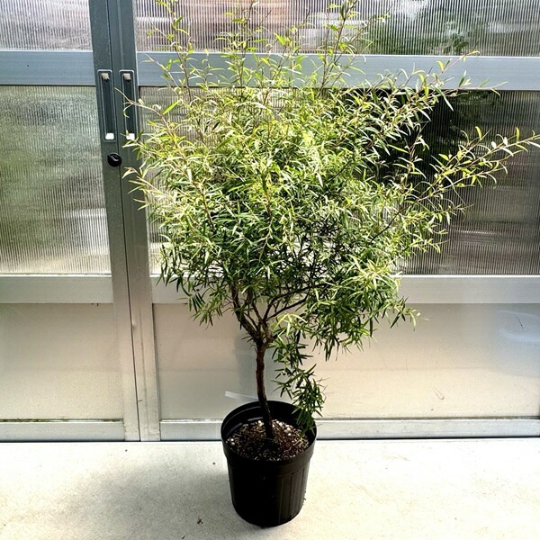 観葉植物 花苗:レプトスペルマム レモンティーツリー*8号 大型ヤマト 観葉植物 花苗:レプトスペルマム レモンティーツリー*8号 大型ヤマト