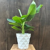 ���� �̼����Хʥ� ���ꥨ�󥿥�ɥ��*5�� �ɥ�ե�󥭡��Хʥ�