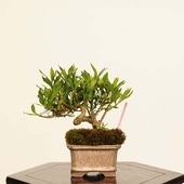 ߺϡ()* ʪ ʤ ʥ kuchinashi bonsai ߥߺ