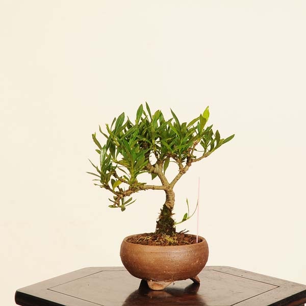 盆栽：梔子(喜代誉)*現品 一点物 くちなし クチナシ kuchinashi bonsai
