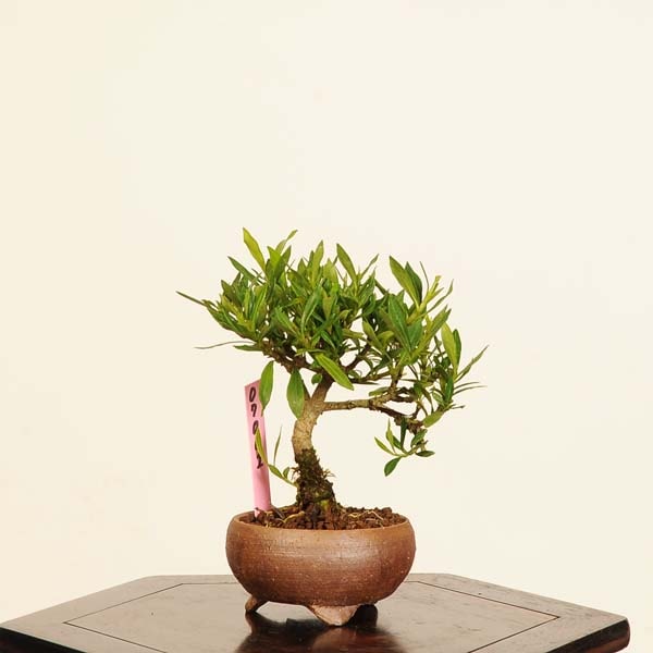 盆栽：梔子(喜代誉)*現品 一点物 くちなし クチナシ kuchinashi bonsai