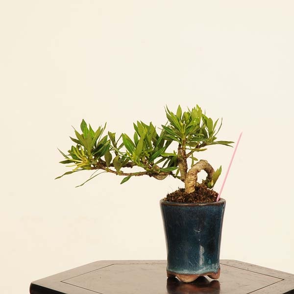 盆栽：梔子(喜代誉)*現品 一点物 くちなし クチナシ kuchinashi bonsai