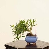 ߺϡ()* ʪ ʤ ʥ kuchinashi bonsai ߥߺ