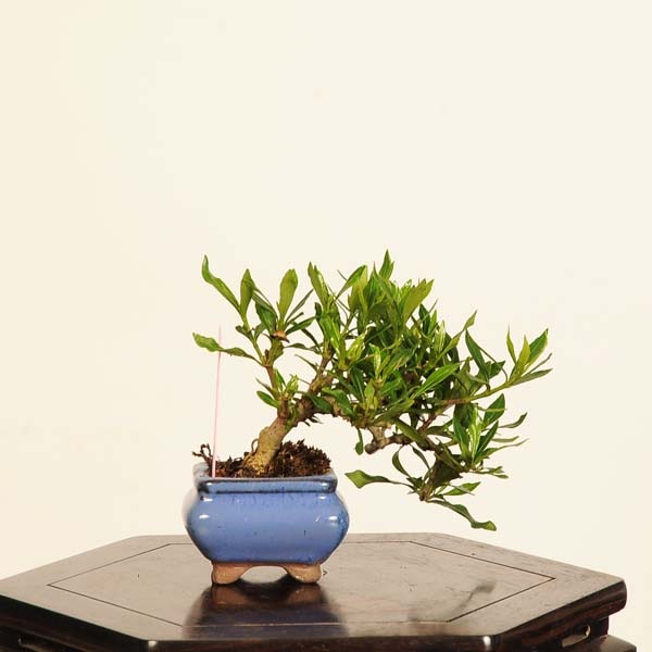 盆栽：梔子(喜代誉)*現品 一点物 くちなし クチナシ kuchinashi bonsai